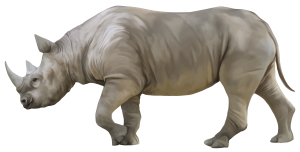 Rhino PNG-24789